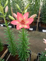 [5037 Arsenal No02.JPG]